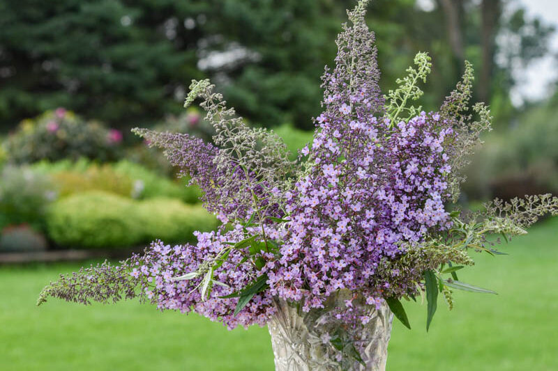 Buddleia 'Lilac Cascade, Summer Lilac 'Lilac Cascade, Butterfly Bush Lilac Cascade