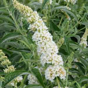 Salvia Blanca (Buddleja mendozensis) - EcoRegistros