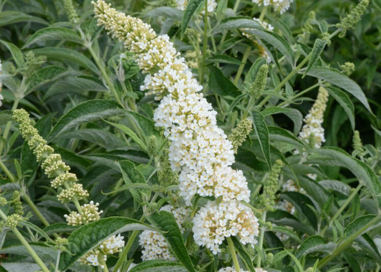 Buddleja davidii 'Little Angel', Butterfly Bush 'Little Angel', Summer Lilac 'Little Angel'