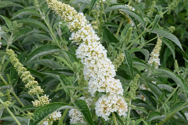 Buddleja davidii 'Little Angel', Butterfly Bush 'Little Angel', Summer Lilac 'Little Angel'