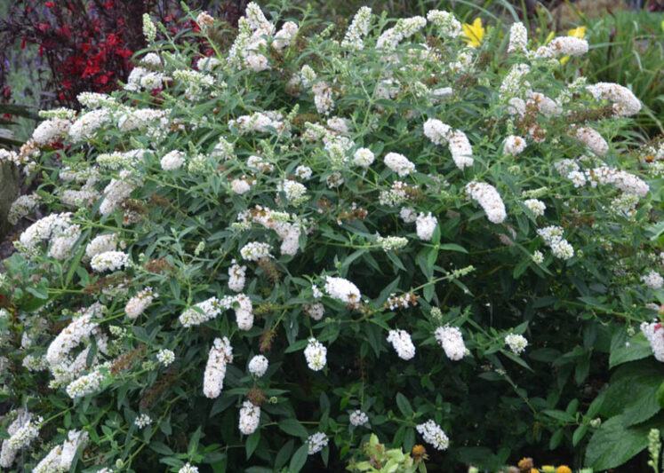 Buddleja davidii 'Little Angel', Butterfly Bush 'Little Angel', Summer Lilac 'Little Angel'