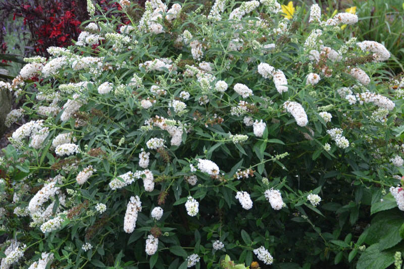 Buddleja davidii 'Little Angel', Butterfly Bush 'Little Angel', Summer Lilac 'Little Angel'