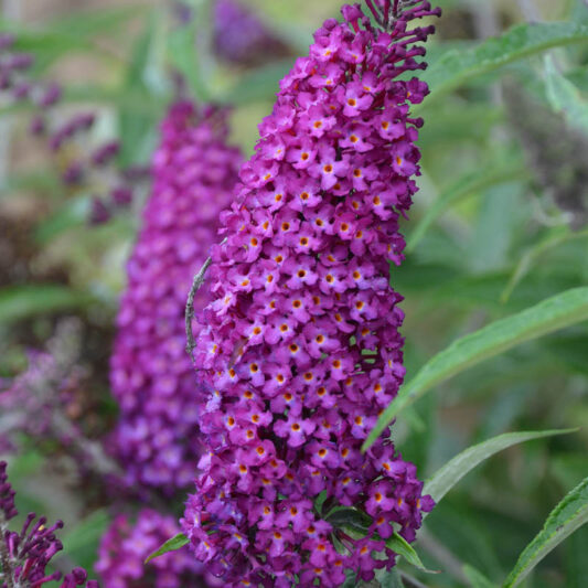 Buddleja davidii 'Magenta Munchkin', Butterfly Bush 'Magenta Munchkin', Summer Lilac 'Magenta Munchkin'