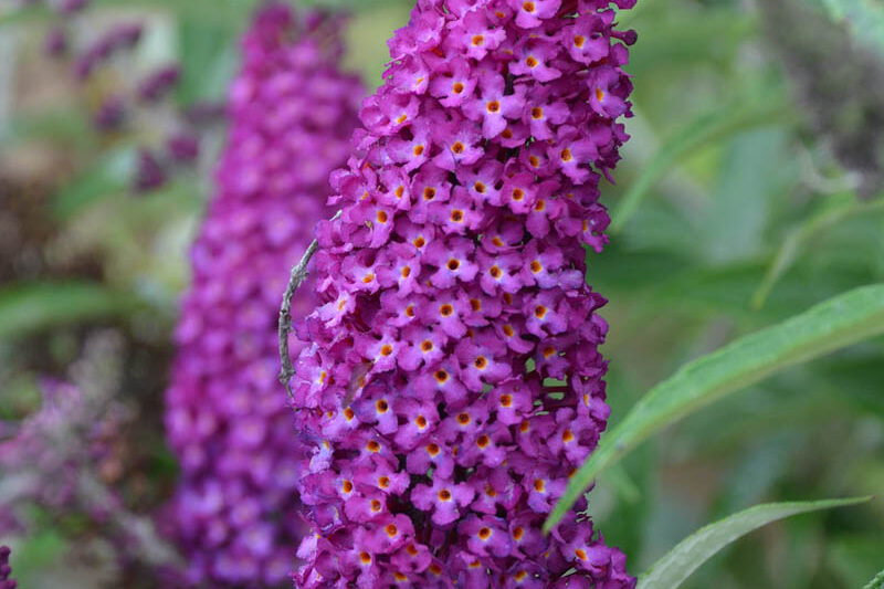 Buddleja davidii 'Magenta Munchkin', Butterfly Bush 'Magenta Munchkin', Summer Lilac 'Magenta Munchkin'