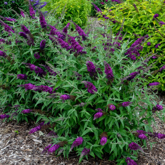 Buddleja davidii 'Magenta Munchkin', Butterfly Bush 'Magenta Munchkin', Summer Lilac 'Magenta Munchkin'