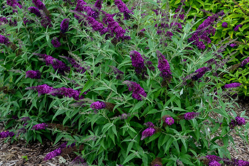 Buddleja davidii 'Magenta Munchkin', Butterfly Bush 'Magenta Munchkin', Summer Lilac 'Magenta Munchkin'