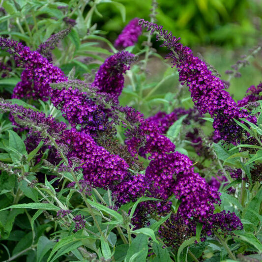 Buddleja davidii 'Magenta Munchkin', Butterfly Bush 'Magenta Munchkin', Summer Lilac 'Magenta Munchkin'