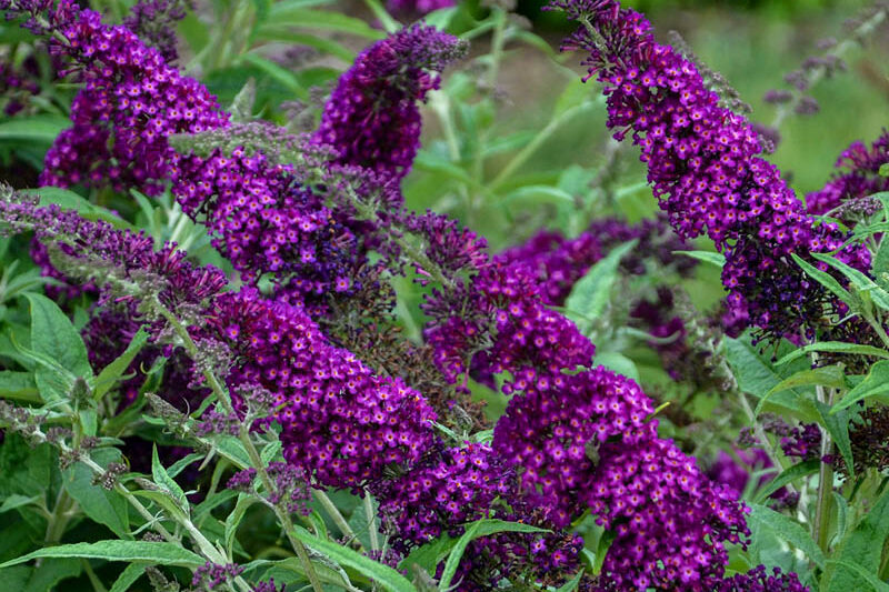 Buddleja davidii 'Magenta Munchkin', Butterfly Bush 'Magenta Munchkin', Summer Lilac 'Magenta Munchkin'
