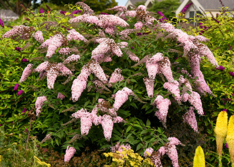 Buddleia 'Pink Cascade II, Buddleja 'Pink Cascade II, Butterfly Bush 'Pink Cascade II', Summer Lilac 'Pink Cascade II
