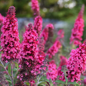 Buddleja davidii 'Prince Charming' (Monarch Series), Butterfly Bush Prince Charming, Summer Lilac Prince Charming