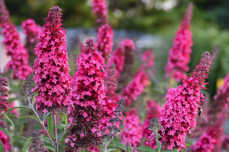 Buddleja davidii 'Prince Charming' (Monarch Series), Butterfly Bush Prince Charming, Summer Lilac Prince Charming