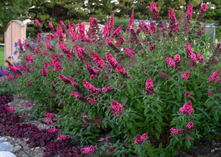 Buddleja davidii 'Prince Charming' (Monarch Series), Butterfly Bush Prince Charming, Summer Lilac Prince Charming