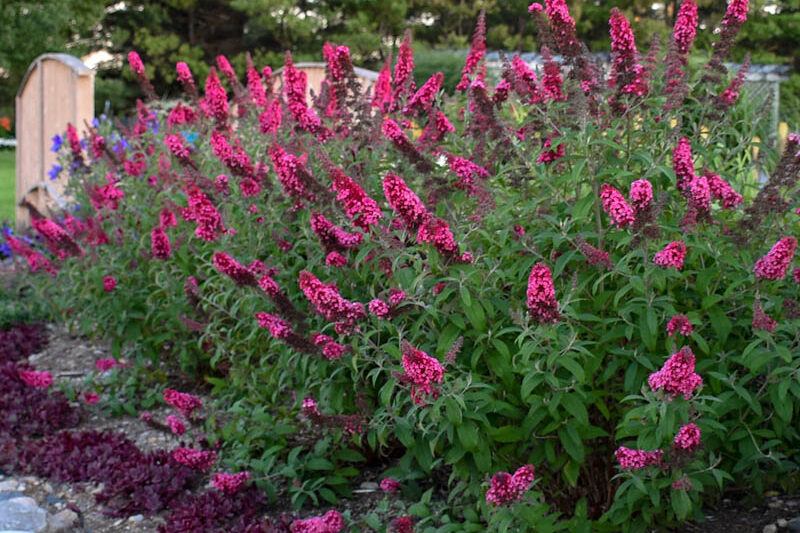 Buddleja davidii 'Prince Charming' (Monarch Series), Butterfly Bush Prince Charming, Summer Lilac Prince Charming