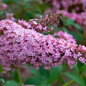 Buddleja davidii 'Princess Pink' (Monarch Series), Butterfly Bush Princess Pink, Summer Lilac Princess Pink