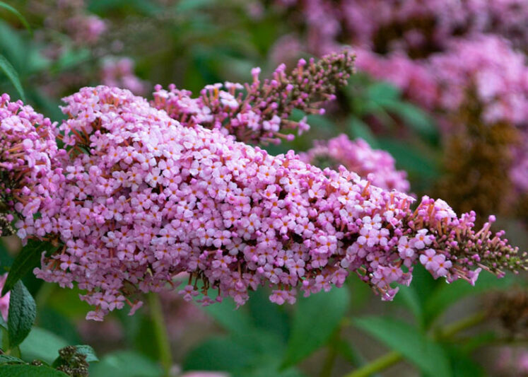 Buddleja davidii 'Princess Pink' (Monarch Series), Butterfly Bush Princess Pink, Summer Lilac Princess Pink