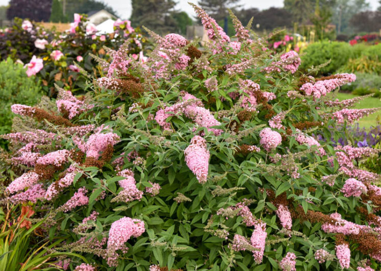 Buddleja davidii 'Princess Pink' (Monarch Series), Butterfly Bush Princess Pink, Summer Lilac Princess Pink