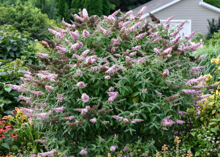 Buddleja davidii 'Princess Pink' (Monarch Series), Butterfly Bush Princess Pink, Summer Lilac Princess Pink