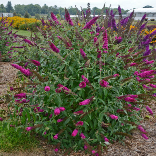 Buddleja davidii 'Queen of Hearts' (Monarch Series), Butterfly Bush Queen of Hearts, Summer Lilac Queen of Hearts