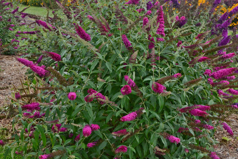 Buddleja davidii 'Queen of Hearts' (Monarch Series), Butterfly Bush Queen of Hearts, Summer Lilac Queen of Hearts