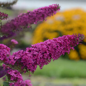 Buddleja davidii 'Queen of Hearts' (Monarch Series), Butterfly Bush Queen of Hearts, Summer Lilac Queen of Hearts