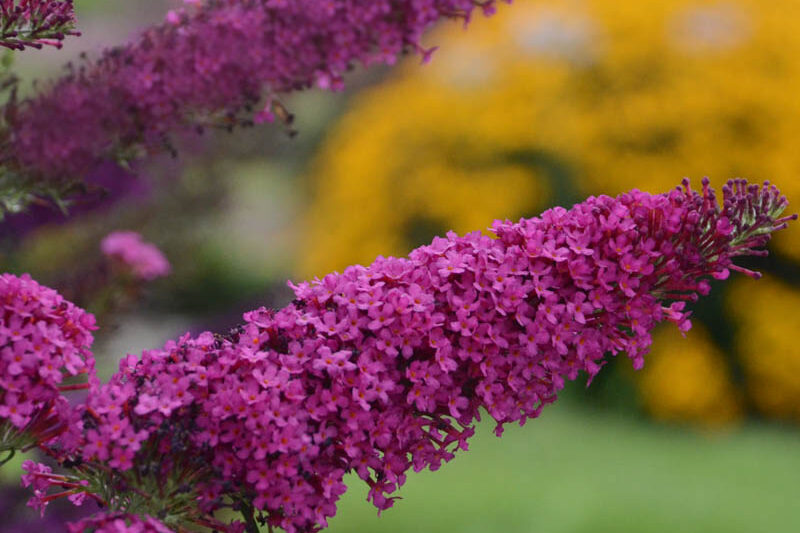 Buddleja davidii 'Queen of Hearts' (Monarch Series), Butterfly Bush Queen of Hearts, Summer Lilac Queen of Hearts