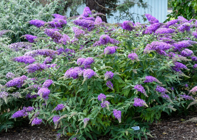 Buddleia 'Violet Cascade, Buddleja 'Violet Cascade, Butterfly Bush 'Violet Cascade, Summer Lilac 'Violet Cascade