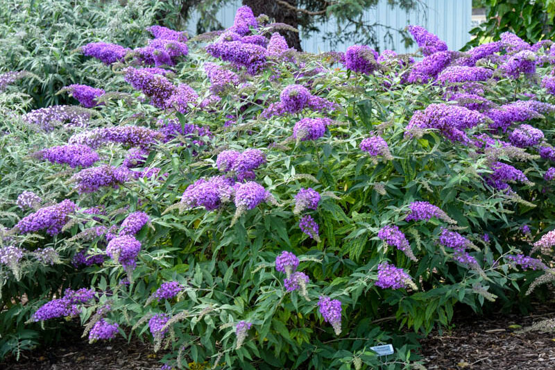 Buddleia 'Violet Cascade, Buddleja 'Violet Cascade, Butterfly Bush 'Violet Cascade, Summer Lilac 'Violet Cascade