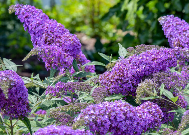 Buddleia 'Violet Cascade, Buddleja 'Violet Cascade, Butterfly Bush 'Violet Cascade, Summer Lilac 'Violet Cascade