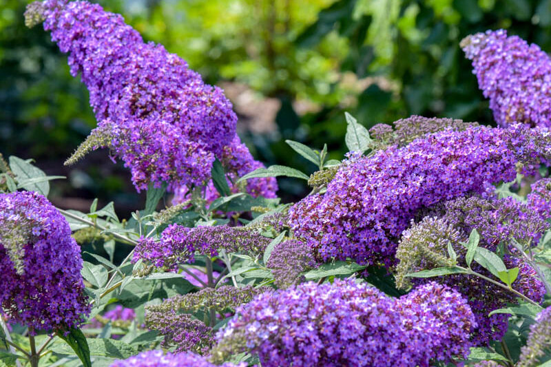 Buddleia 'Violet Cascade, Buddleja 'Violet Cascade, Butterfly Bush 'Violet Cascade, Summer Lilac 'Violet Cascade