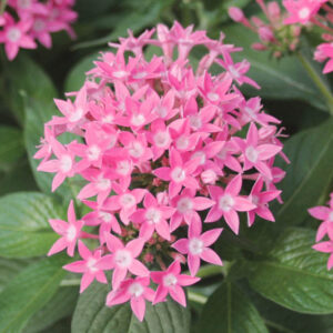 Pentas Butterfly Pink, Pink Pentas, Pentas lanceolata, Egyptian Star Flower