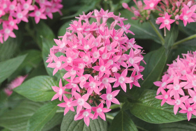 Pentas Butterfly Pink, Pink Pentas, Pentas lanceolata, Egyptian Star Flower