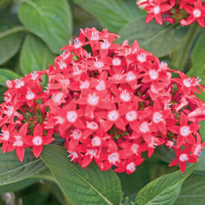 Pentas Butterfly Red, Red Pentas, Pentas lanceolata, Egyptian Star Flower
