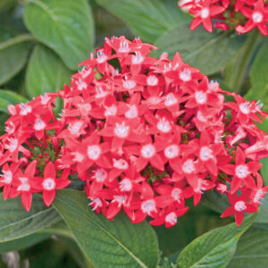 Pentas Butterfly Red, Red Pentas, Pentas lanceolata, Egyptian Star Flower