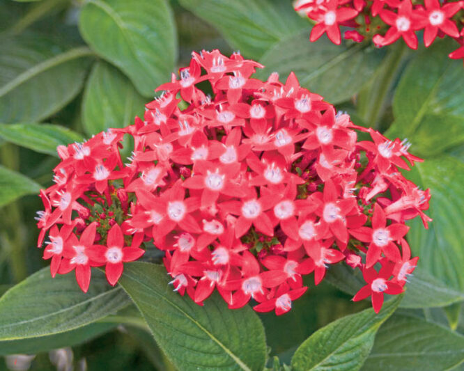 Pentas Butterfly Red, Red Pentas, Pentas lanceolata, Egyptian Star Flower