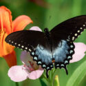 spicebush swallowtail butterfly