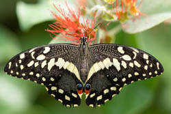 Chequered Swallowtail, Papilio demoleus