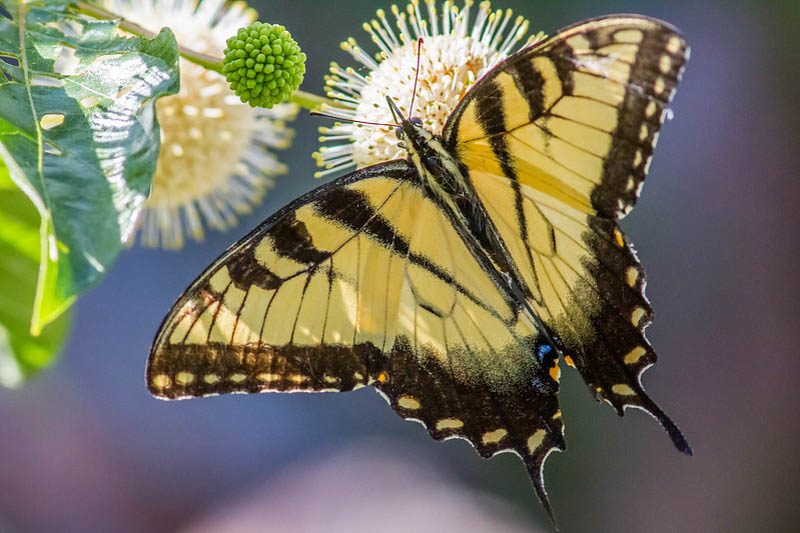 Eastern Tiger Swallowtail, Papilio glaucus