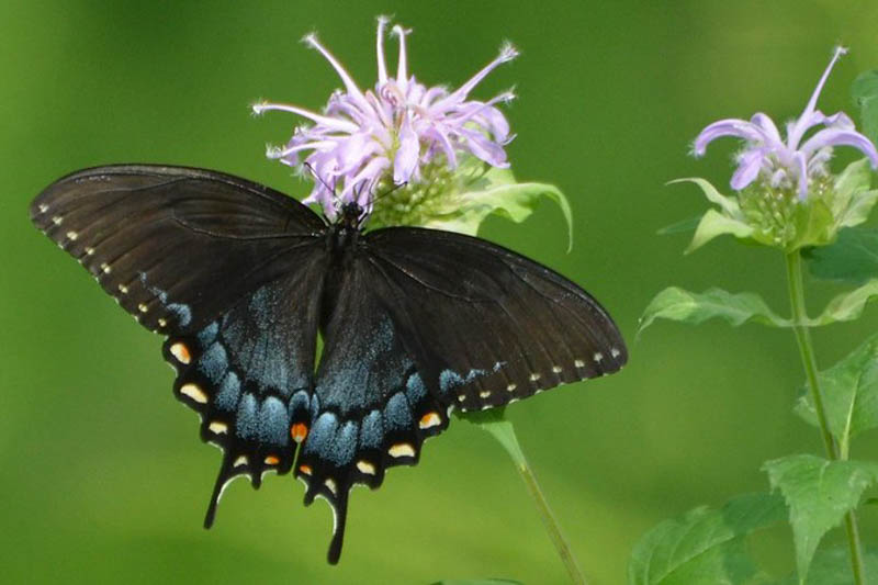 Eastern Tiger Swallowtail, Papilio glaucus