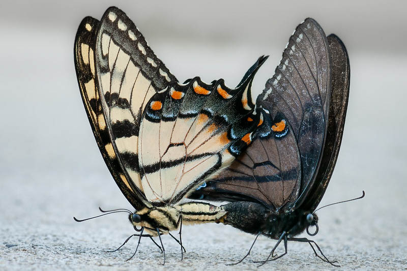 Eastern Tiger Swallowtail, Papilio glaucus