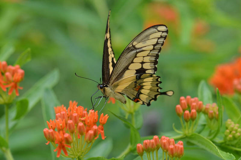 Giant Swallowtail Butterfly, Papilio cresphontes 