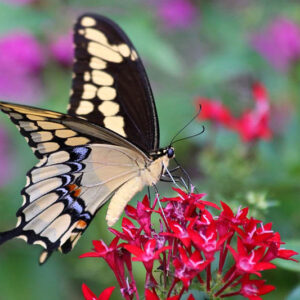 Giant Swallowtail on Red Pentas