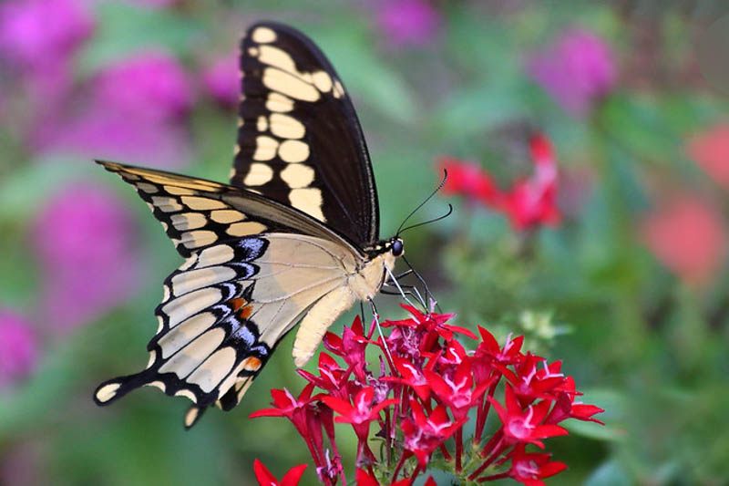 Giant Swallowtail on Red Pentas