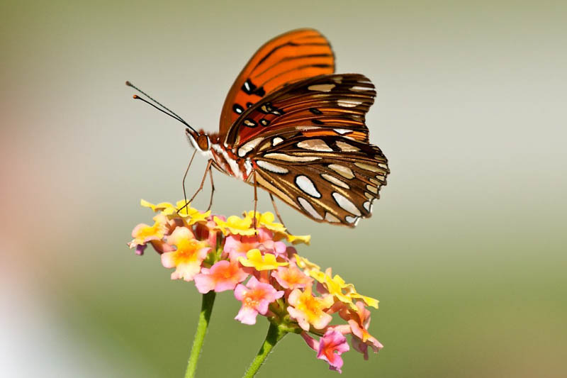 Gulf Fritillary, Dione vanillae