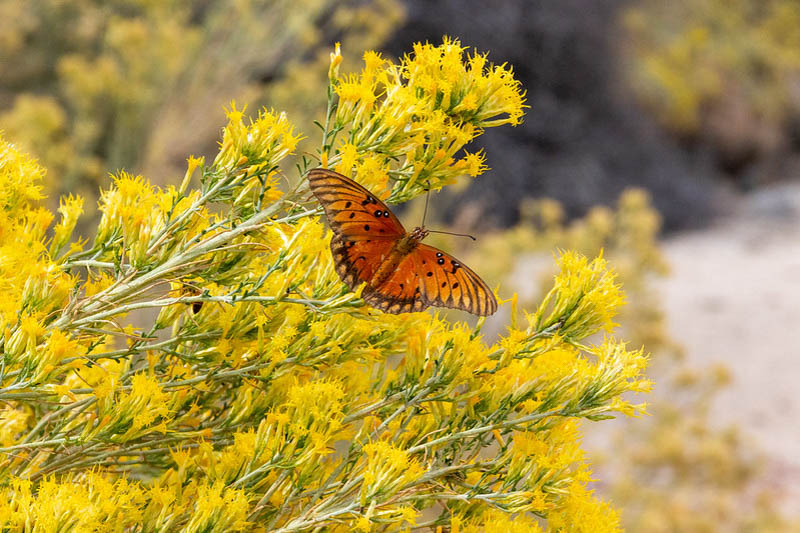 Gulf Fritillary, Dione vanillae