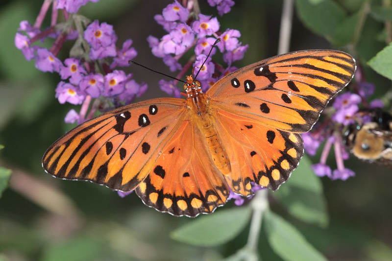 Gulf Fritillary, Dione vanillae