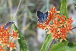 Karner Blue Butterfly