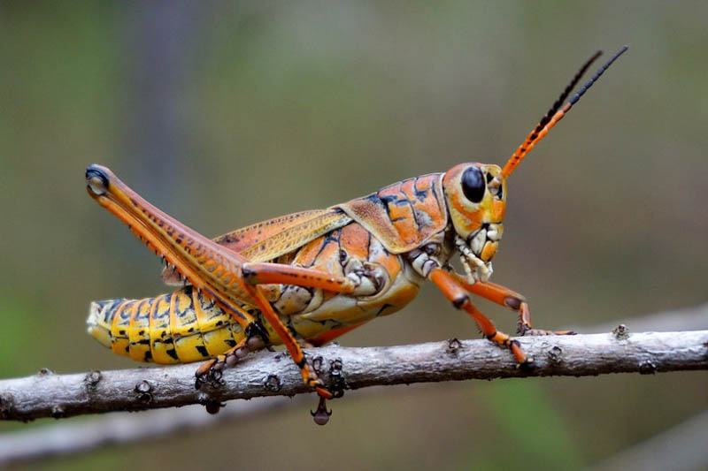 Grasshopper, Grasshoppers