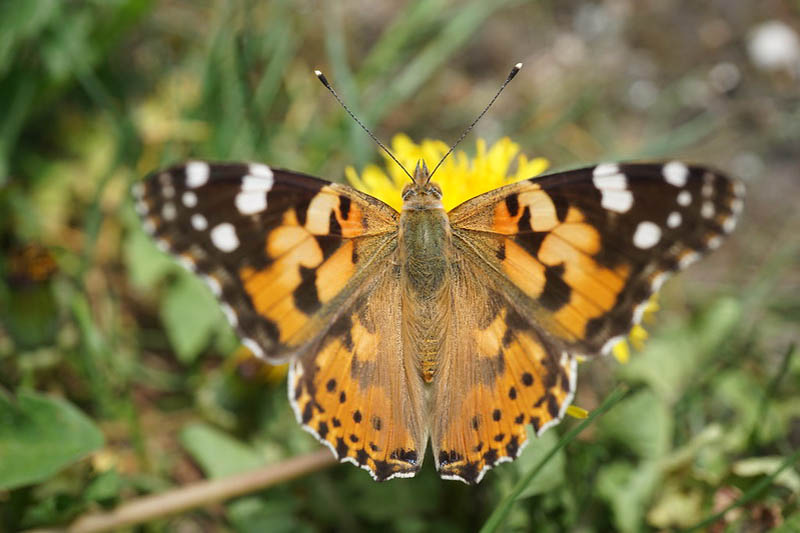 Butterfly Painted Lady, Vanessa cardui 