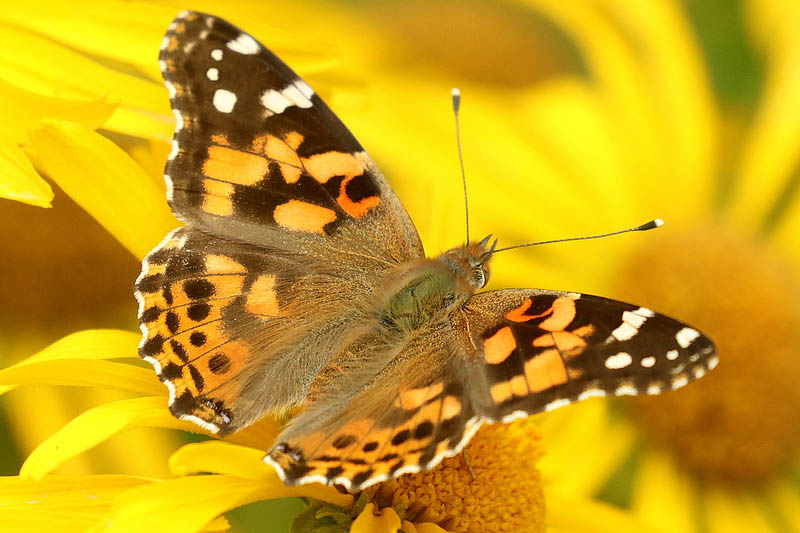 Butterfly Painted Lady, Vanessa cardui