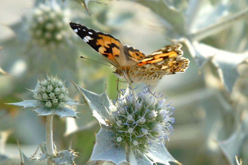 Butterfly Painted Lady, Vanessa cardui